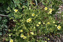 Slender Cinquefoil (Potentilla gracilis) at Lakeshore Garden Centres