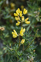 Yellow Tree Lupine (Lupinus arboreus) at Lakeshore Garden Centres