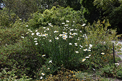 Coulter's Matilija Poppy (Romneya coulteri) at Lakeshore Garden Centres