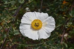 Coulter's Matilija Poppy (Romneya coulteri) at Lakeshore Garden Centres