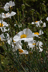 Coulter's Matilija Poppy (Romneya coulteri) at Lakeshore Garden Centres