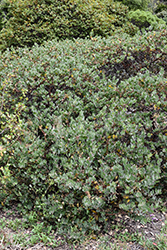 Santa Rosa Island Manzanita (Arctostaphylos confertiflora) at Lakeshore Garden Centres