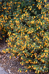 Bush Monkey Flower (Diplacus aurantiacus) at Lakeshore Garden Centres