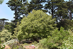 Island Oak (Quercus tomentella) at Lakeshore Garden Centres