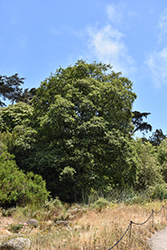 White Alder (Alnus rhombifolia) at Lakeshore Garden Centres