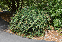 Nevin Barberry (Berberis nevinii) at Lakeshore Garden Centres