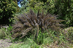 Cape Restio (Rhodocoma capensis) at Lakeshore Garden Centres