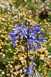 Blue Leap Agapanthus (Agapanthus 'Blue Leap') at Lakeshore Garden Centres