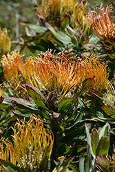 Catherine-Wheel Pincushion (Leucospermum catherinae) at Lakeshore Garden Centres