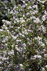Western Hills Hebe (Hebe 'Western Hills') at Lakeshore Garden Centres
