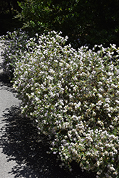 Western Hills Hebe (Hebe 'Western Hills') at Lakeshore Garden Centres