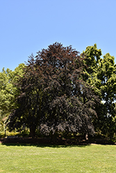 Purple Beech (Fagus sylvatica 'Atropunicea') at Lakeshore Garden Centres