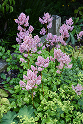 Ice Cream Astilbe (Astilbe x arendsii 'Ice Cream') at Peter Knippel Garden Centre