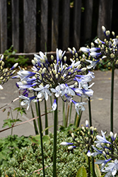 Ever Twilight Agapanthus (Agapanthus 'MDP001') at Lakeshore Garden Centres