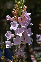 Himalayan Gloxinia (Incarvillea arguta) at Lakeshore Garden Centres
