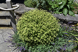 Beach Ball Pittosporum (Pittosporum tenuifolium 'PITTLB2') at Lakeshore Garden Centres