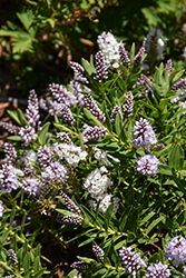 Menzies' Hebe (Hebe menziesii) at Lakeshore Garden Centres