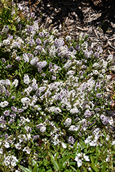 Menzies' Hebe (Hebe menziesii) at Lakeshore Garden Centres