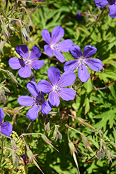 Orion Cranesbill (Geranium 'Orion') at Lakeshore Garden Centres