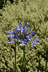 Brilliant Blue Agapanthus (Agapanthus 'Aga0451') at Lakeshore Garden Centres