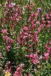 Bejeweled Pink Pearls Beard Tongue (Penstemon barbatus 'Pink Pearls') at Peter Knippel Garden Centre