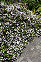 White Gem Hebe (Hebe 'White Gem') at Lakeshore Garden Centres