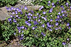 Brookside Cranesbill (Geranium 'Brookside') at Lakeshore Garden Centres