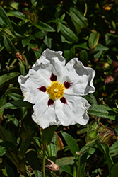 Gum Rockrose (Cistus ladanifer) at Lakeshore Garden Centres