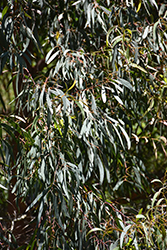 Narrow-Leaved Black Peppermint (Eucalyptus nicholii) at Lakeshore Garden Centres
