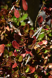 Karo Red Mirror Bush (Coprosma repens 'Karo Red') at Lakeshore Garden Centres
