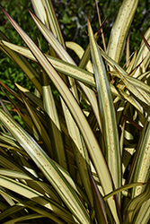 Cream Delight New Zealand Flax (Phormium 'Cream Delight') at Lakeshore Garden Centres