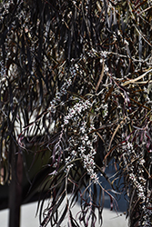 After Dark Agonis (Agonis flexuosa 'After Dark') at Lakeshore Garden Centres