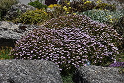 Pink Ice Candytuft (Iberis 'Pink Ice') at Lakeshore Garden Centres