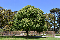 Rancho Linden (Tilia cordata 'Rancho') at Lakeshore Garden Centres