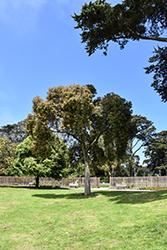 Red-flowering Gum (Corymbia ficifolia) at Lakeshore Garden Centres