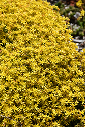 Aurora Pink Jelly Bean Plant (Sedum rubrotinctum 'Aurora') at Lakeshore Garden Centres
