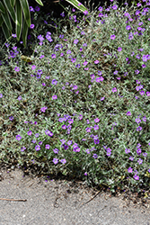 Silver Geranium (Geranium harveyi) at Lakeshore Garden Centres