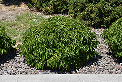 Kelsey Dogwood (Cornus sericea 'Kelseyi') at Peter Knippel Garden Centre