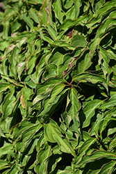 Kelsey Dogwood (Cornus sericea 'Kelseyi') at Peter Knippel Garden Centre