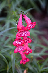 Cherry Glow Beard Tongue (Penstemon 'Cherry Glow') at Lakeshore Garden Centres