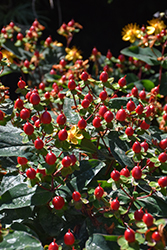 Magical Universe St. John's Wort (Hypericum x inodorum 'Kolmuni') at Lakeshore Garden Centres