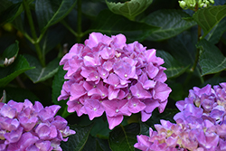 Cityline Venice Dwarf Hydrangea (Hydrangea macrophylla 'Venice Raven') at Peter Knippel Garden Centre