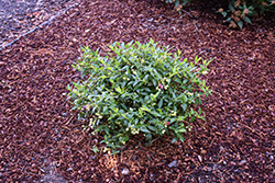Bountiful Baby Blueberry (Vaccinium corymbosum 'FC13-044') at Lakeshore Garden Centres
