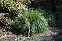Little Bunny Dwarf Fountain Grass (Pennisetum alopecuroides 'Little Bunny') at Peter Knippel Garden Centre