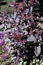 Evolution Chocolate Fountain Stonecrop (Sedum 'TNSEDECF') at Lakeshore Garden Centres