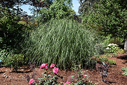 Ivory Feathers Pampas Grass (Cortaderia selloana 'Pumila') at Lakeshore Garden Centres