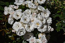 Glacier Magic Rose (Rosa 'Glacier Magic') at Lakeshore Garden Centres