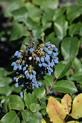 Creeping Mahonia (Mahonia repens) at Peter Knippel Garden Centre