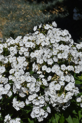Volcano White Garden Phlox (Phlox paniculata 'Barthirtytwo') at Lakeshore Garden Centres
