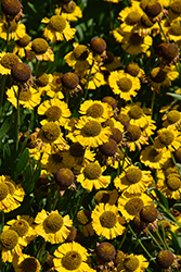 Salud Golden Sneezeweed (Helenium autumnale 'Balsaluglo') at Lakeshore Garden Centres